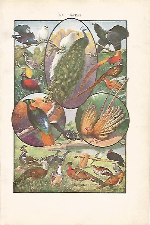 LAMINA SALVAT 80028: Gallinaceas