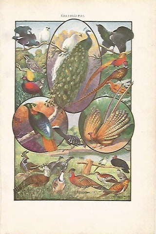LAMINA SALVAT 80028: Gallinaceas