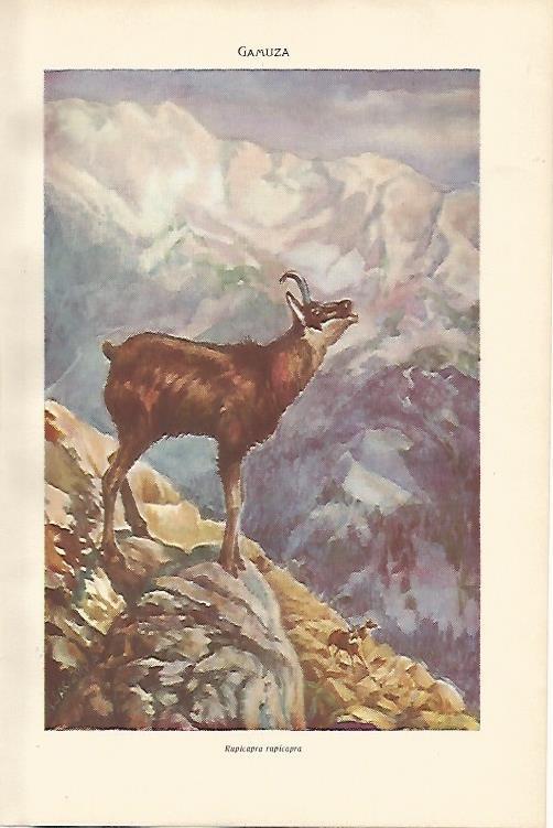 LAMINA SALVAT 80029: Gamuza o Rupicapra rupicapra