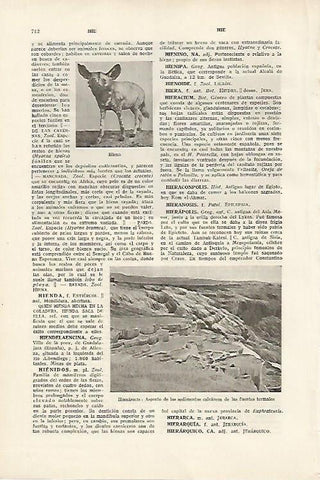 LAMINA SALVAT 80173: Hiena