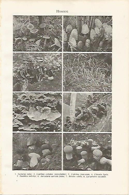 LAMINA SALVAT 80196: Tipos de hongos