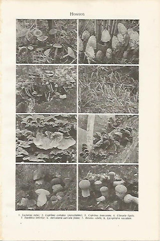 LAMINA SALVAT 80196: Tipos de hongos