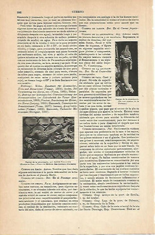 LAMINA ESPASA 14338: Cuerno de la Abundancia