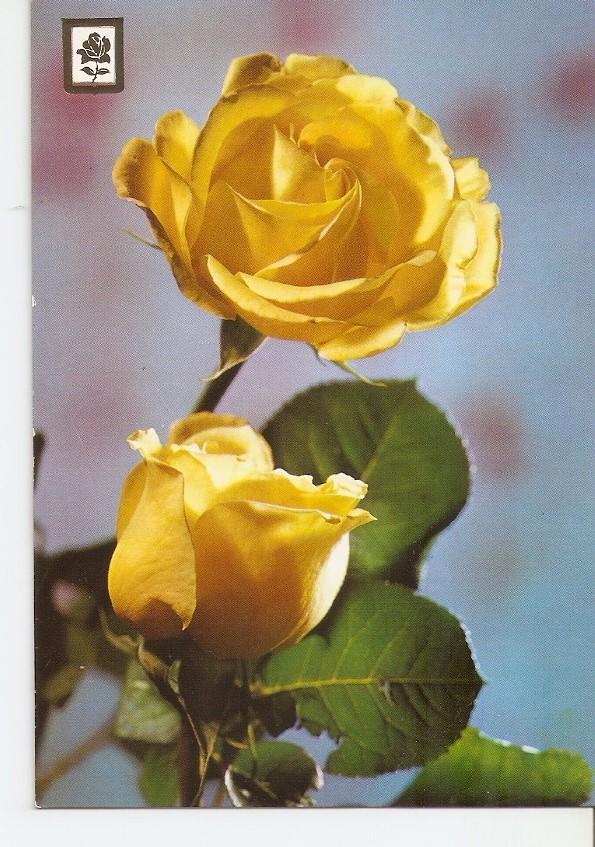 Postal 031330 : Rosas amarillas