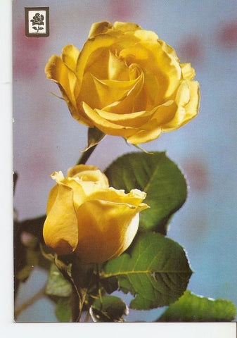 Postal 031330 : Rosas amarillas