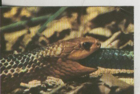 Cromos: La Naturaleza y sus maravillas numero 099