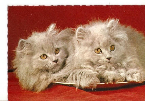 Postal 031701 : Gatos