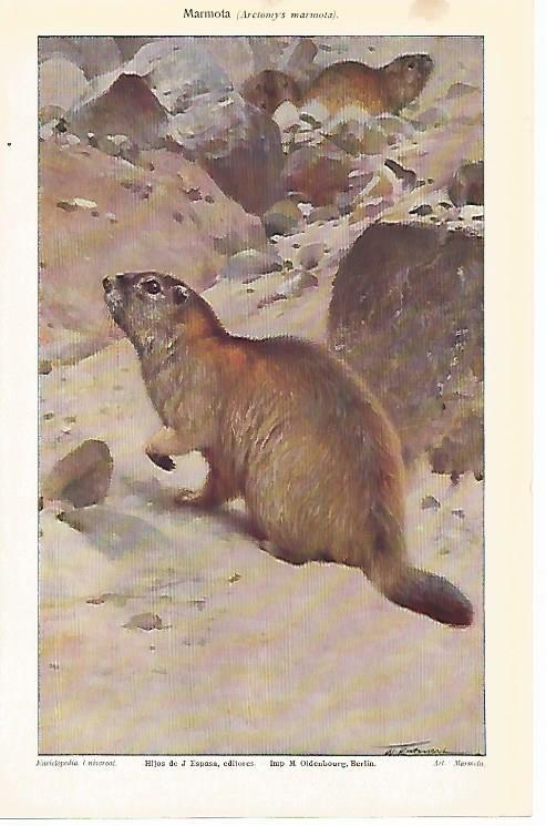 LAMINA ESPASA 1100: Marmota o Arctomys marmota