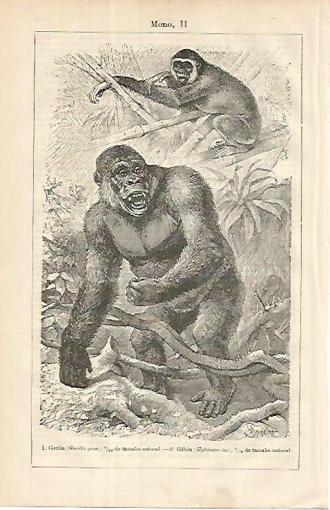 LAMINA ESPASA 8549: Gorila y Gibon