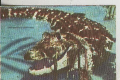 Cromos: La Naturaleza y sus maravillas numero 022