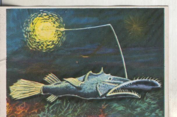 Cromos: Historia Natural numero 199