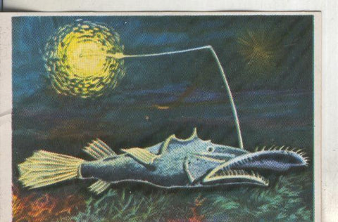 Cromos: Historia Natural numero 199