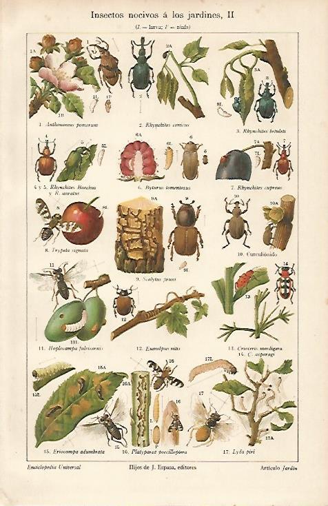 LAMINA ESPASA 6185: Insectos nocivos para jardin (III)