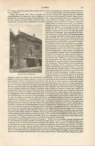 LAMINA ESPASA 14593: Cabeza de puente en Nuremberg