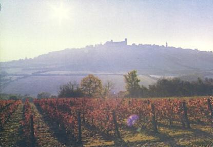POSTAL 61377: Viñedos rosados Yonne
