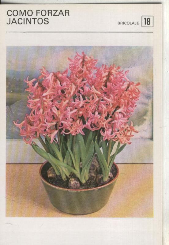 Postal-Ficha Jardineria numero 18: Como forzar Jacintos