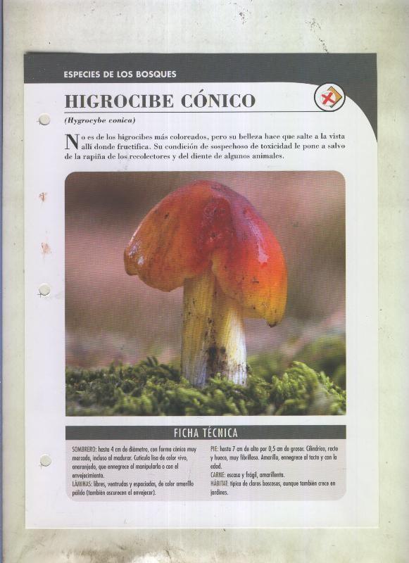 Bolets ficha 069: Higrocibe conico (Hygrocybe conica)