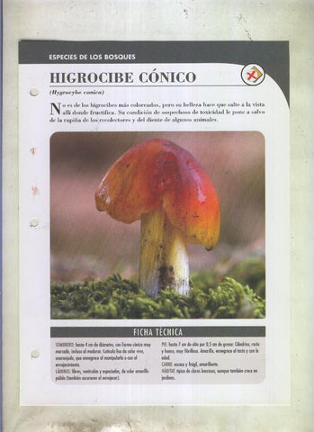 Bolets ficha 069: Higrocibe conico (Hygrocybe conica)