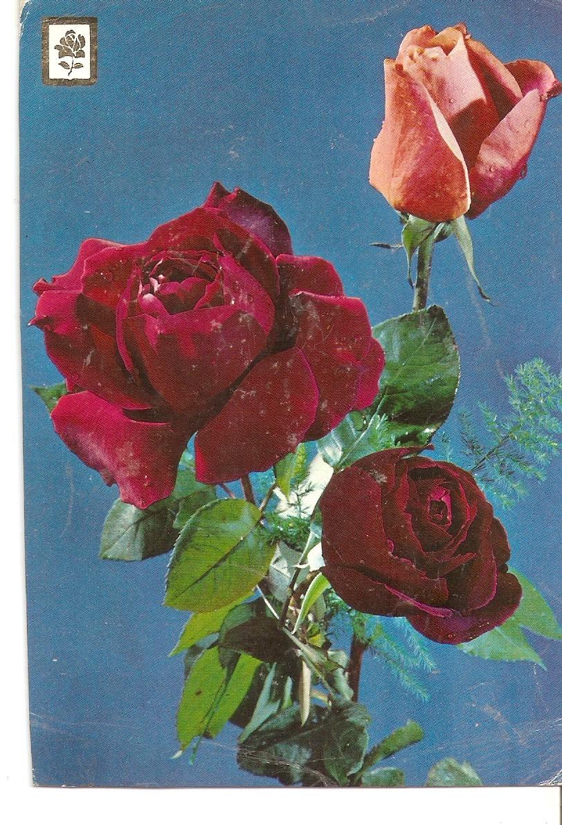 Postal 037764 : Coleccion de flores