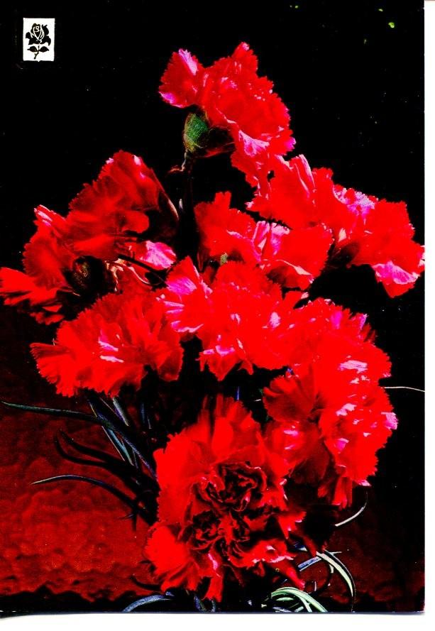 Postal 016571: Foto de Claveles Rojos