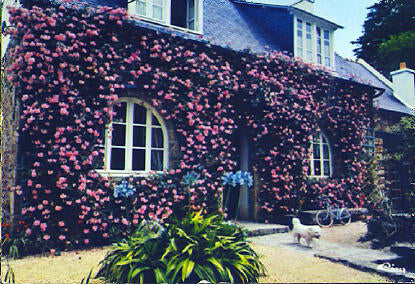 POSTAL 61508: Mansion florecida