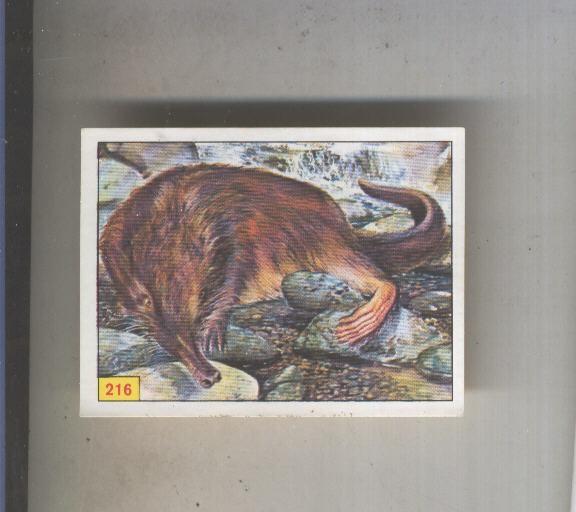 Cromo  Mamiferos de Panini numero 216