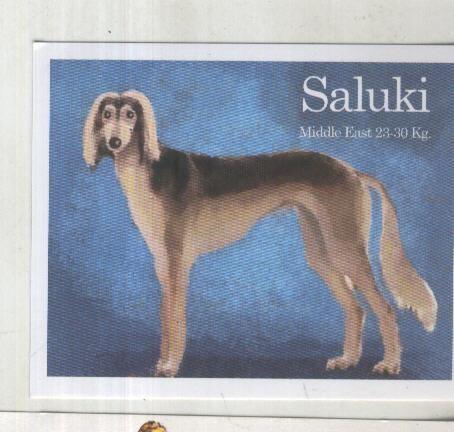 Cromo: Album Imaginarium numero 01: Saluki