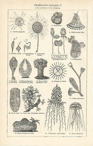 LAMINA ESPASA 1666: Clasificacion zoologica de protozoos y celentereos