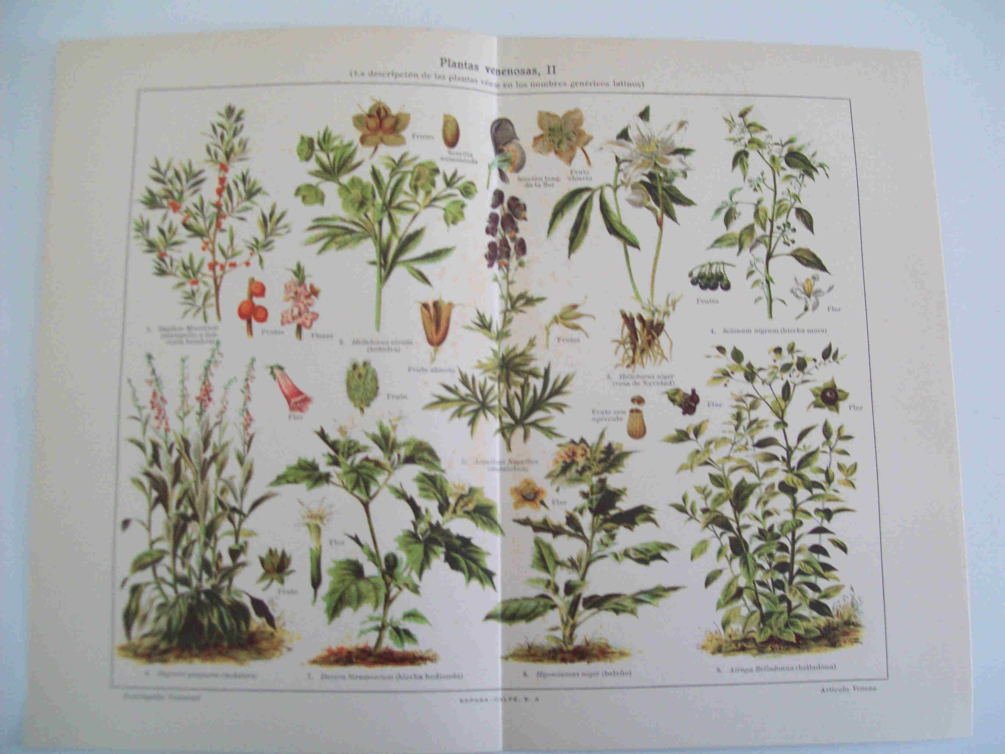 LAMINA ESPASA 17479: Planta Venenosas II