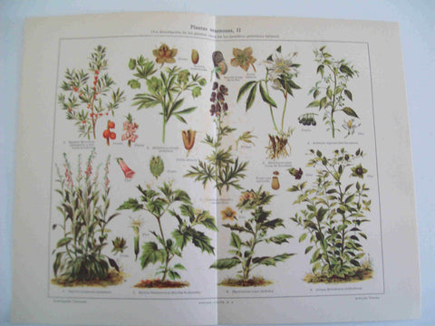 LAMINA ESPASA 17479: Planta Venenosas II