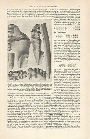 LAMINA ESPASA 17620:Mastodon longirostris Kaup