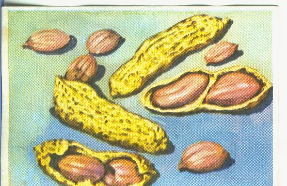 Cromos: Historia Natural numero 467