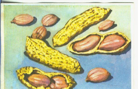 Cromos: Historia Natural numero 467