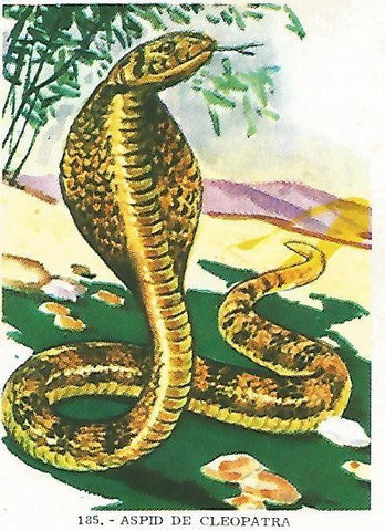 CROMO no  185. Aspid de Cleopatra