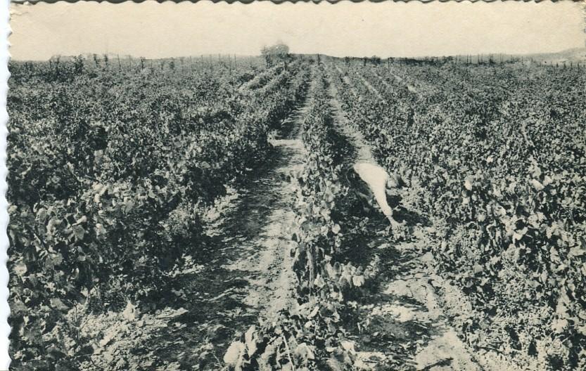 Postal-Postcard 17278: CASA CODORNIU - Sant Sadurni dAnoia Viñedos
