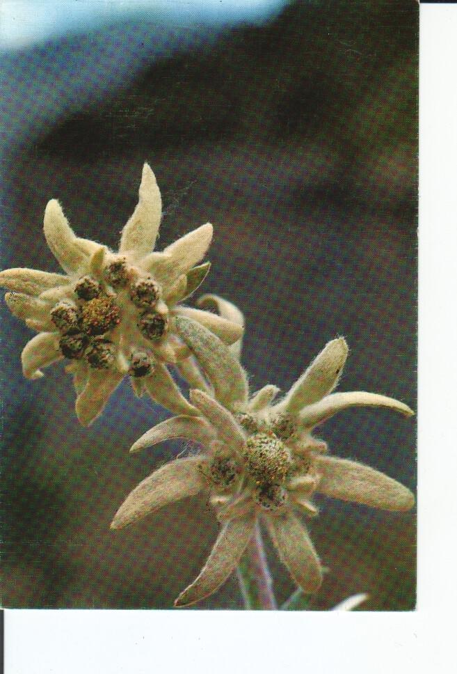 Postal 016933: FLOR DE NIEVE Edelweis - Primer plano de una flor de nieve