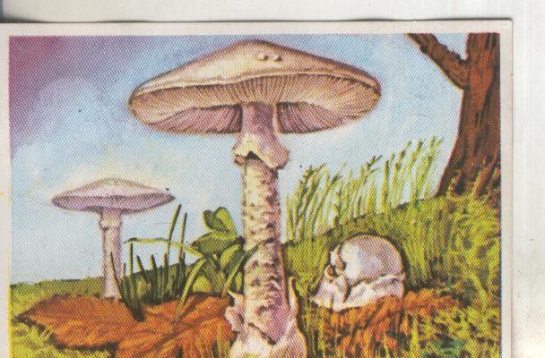 Cromos: Historia Natural numero 438