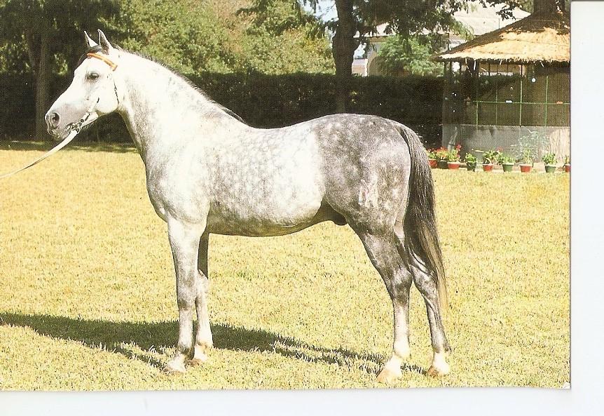 Postal 043439 : El caballo en Andalucia
