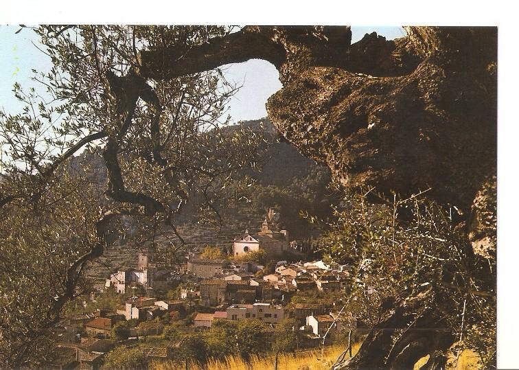 Postal 049238 : Valldemosa. Olivo Milenario-Al fondo La Cartuja. Mallorca-Baleares-España