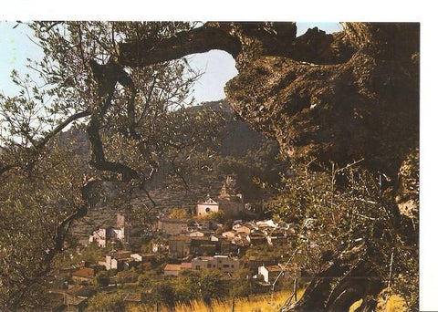 Postal 049238 : Valldemosa. Olivo Milenario-Al fondo La Cartuja. Mallorca-Baleares-España