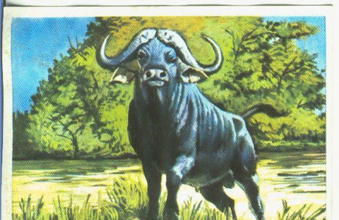 Cromos: Historia Natural numero 155