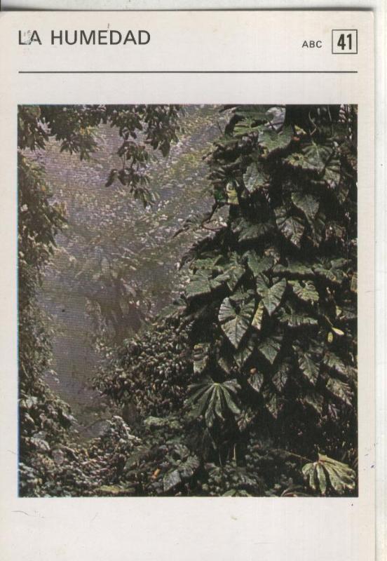 Postal-Ficha Jardineria numero 41: La humedad