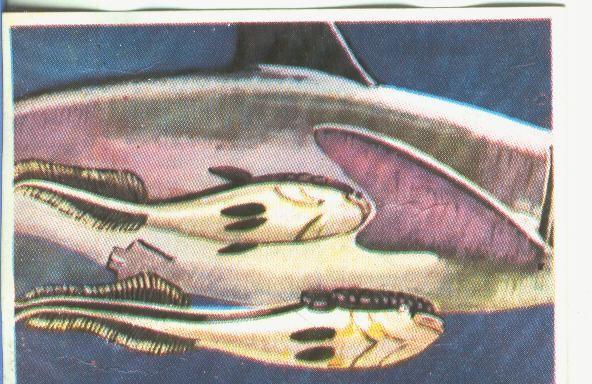 Cromos: Historia Natural numero 373