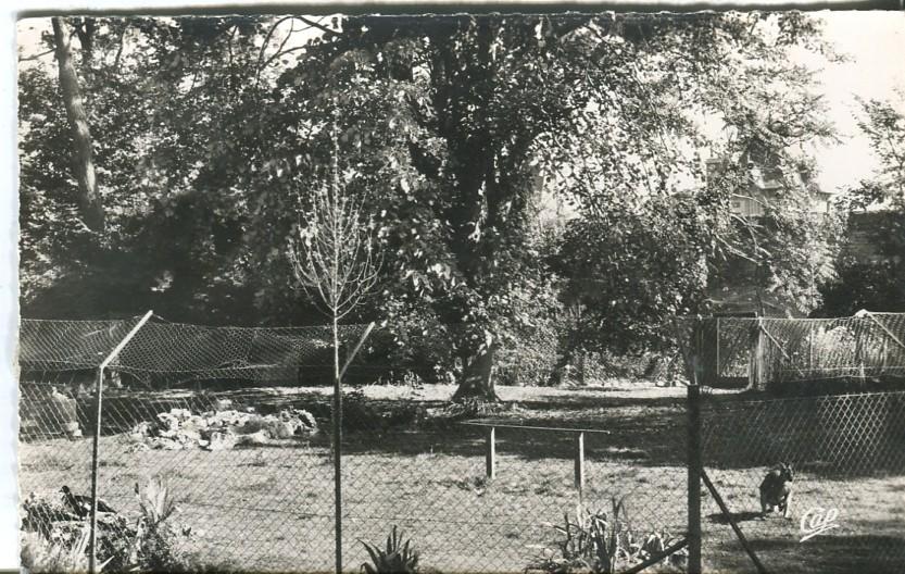 Postal-Postcard 17273: LUC-SUR-MER - Le jardin public et le kangourou