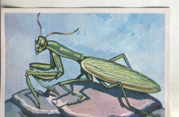 Cromos: Historia Natural numero 249