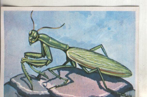 Cromos: Historia Natural numero 249