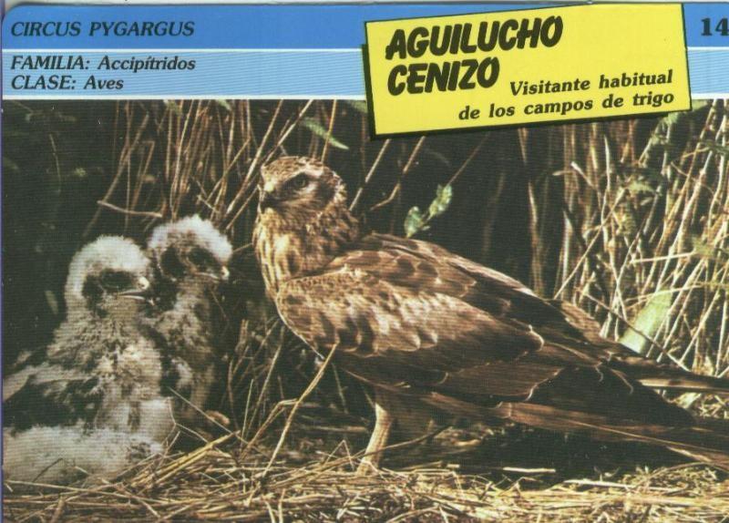 Postal: ficha coleccionable: Aguilucho cenizo