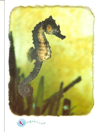Postal 043793 : Hippocampus ramulosus. Caballito de mar