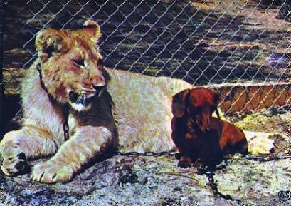POSTAL 56169: Parc Zoologique de la Palmyre-Royan Le Lion et le teckel
