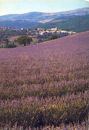 POSTAL 56379: Un viilage au coeur de la Lavande St Auban